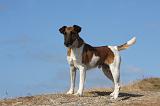 FOX TERRIER POIL LISSE 222